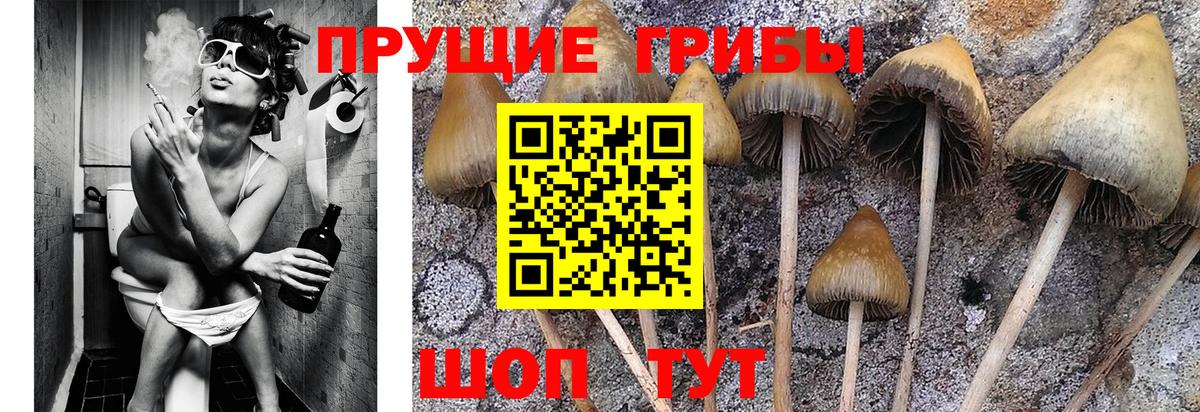 Псилоцибиновые грибы прущие грибы  Вход с VPN  Тихорецк  Псилоцибиновые грибы Cubensis 